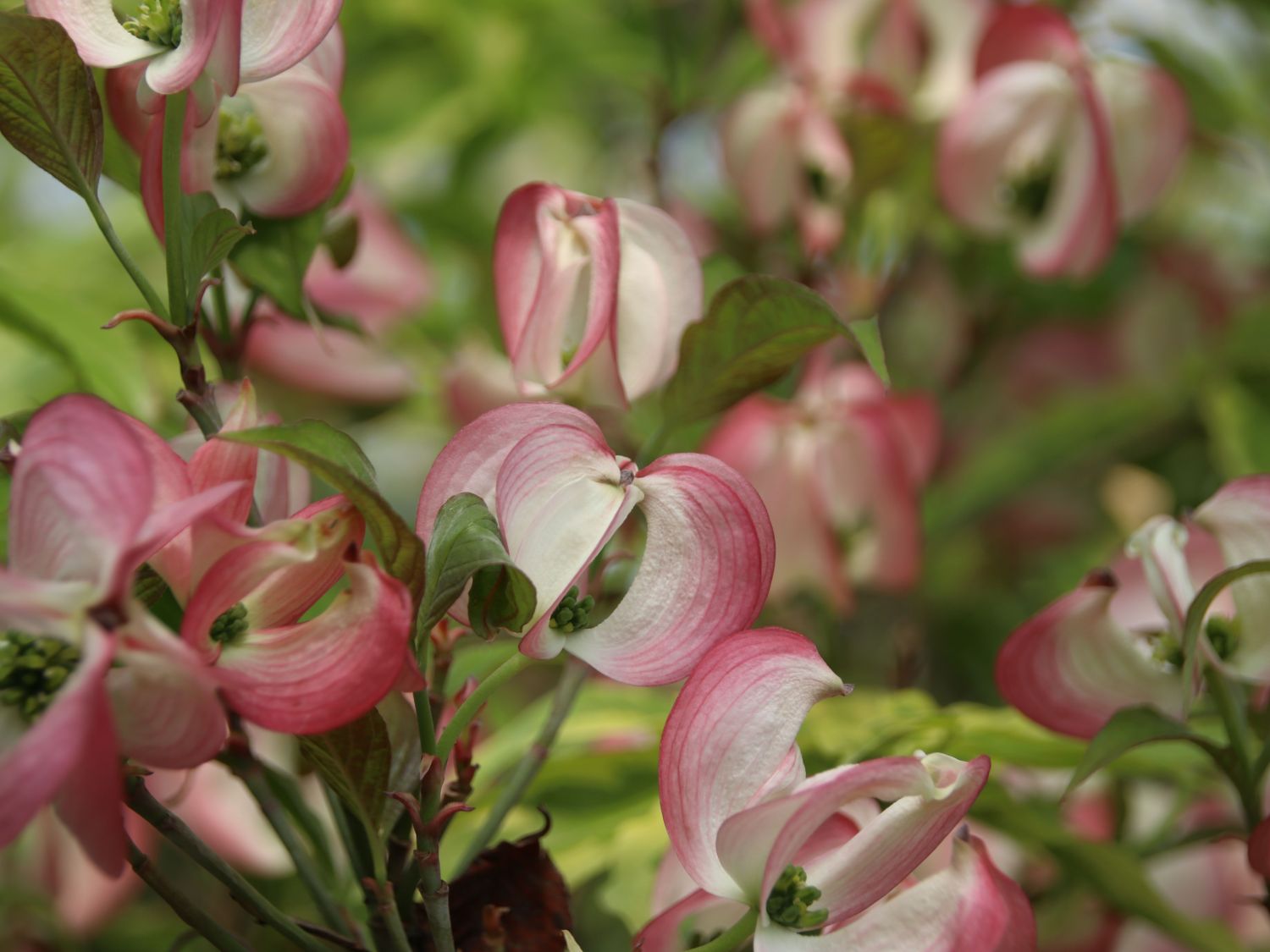 Roter Blumen-Hartriegel 'Rubra' - Cornus florida 'Rubra'