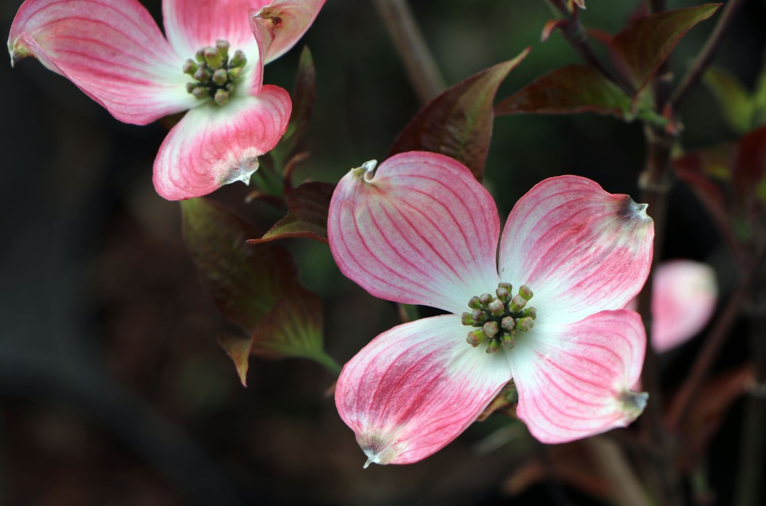 Roter Blumen-Hartriegel 'Rubra' - Cornus florida 'Rubra'