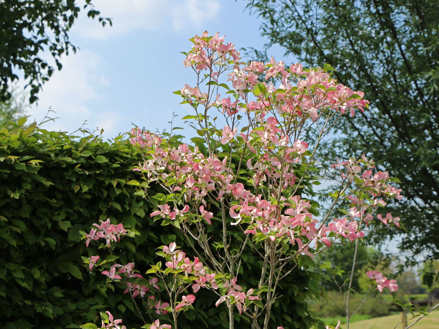Roter Blumen-Hartriegel 'Rubra' - Cornus florida 'Rubra'