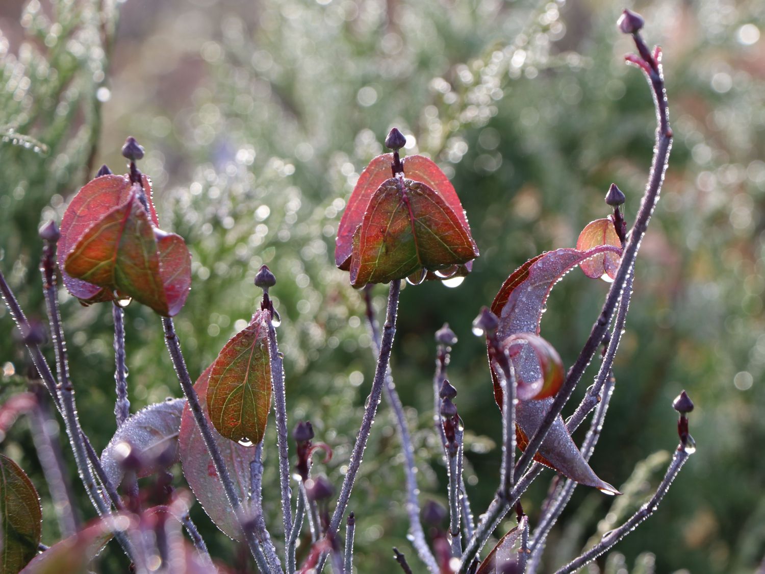 Roter Blumen-Hartriegel 'Rubra' - Cornus florida 'Rubra'