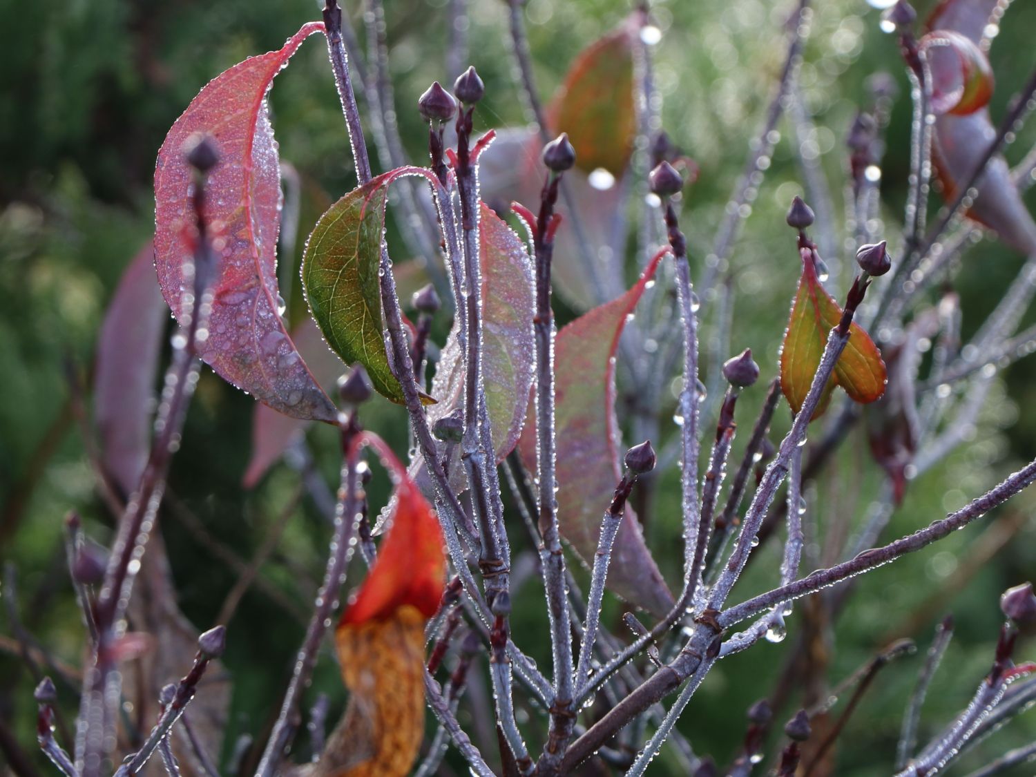 Roter Blumen-Hartriegel 'Rubra' - Cornus florida 'Rubra'