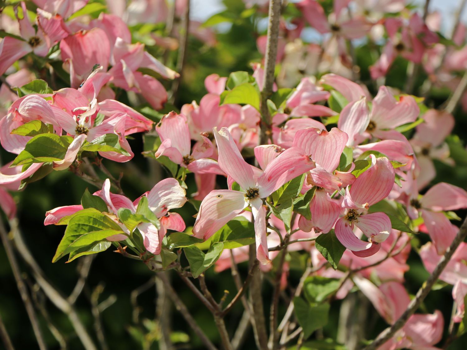 Roter Blumen-Hartriegel 'Rubra' - Cornus florida 'Rubra'