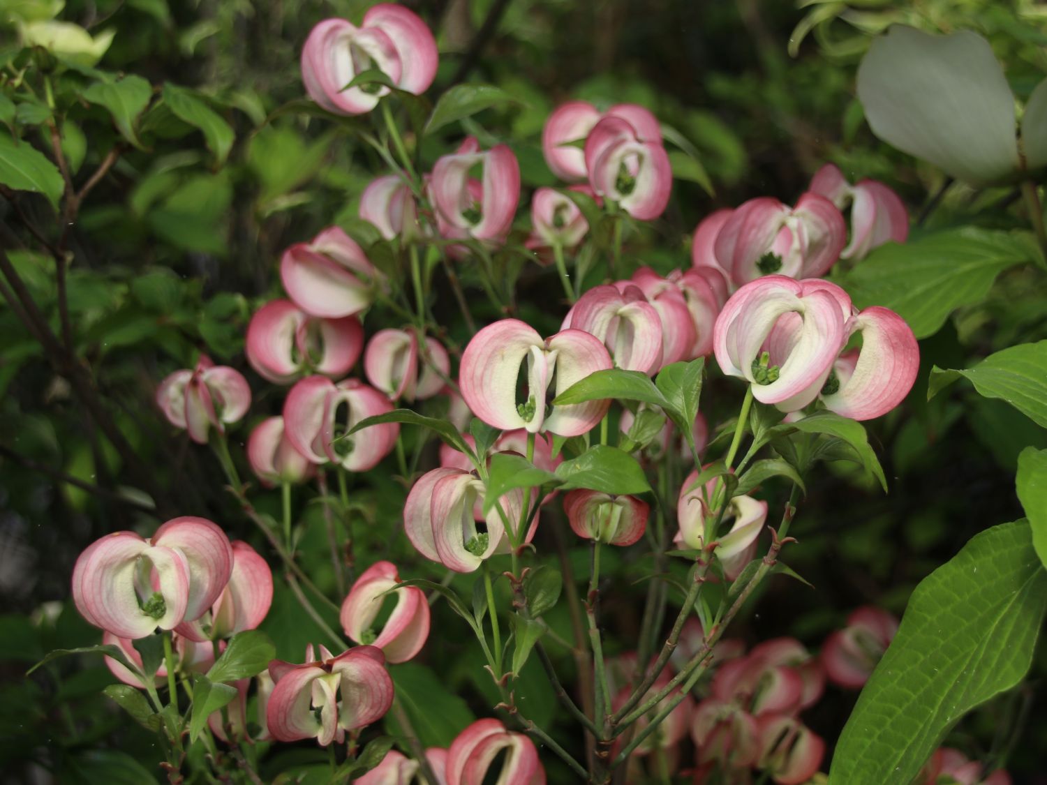 Roter Blumen-Hartriegel 'Rubra' - Cornus florida 'Rubra'