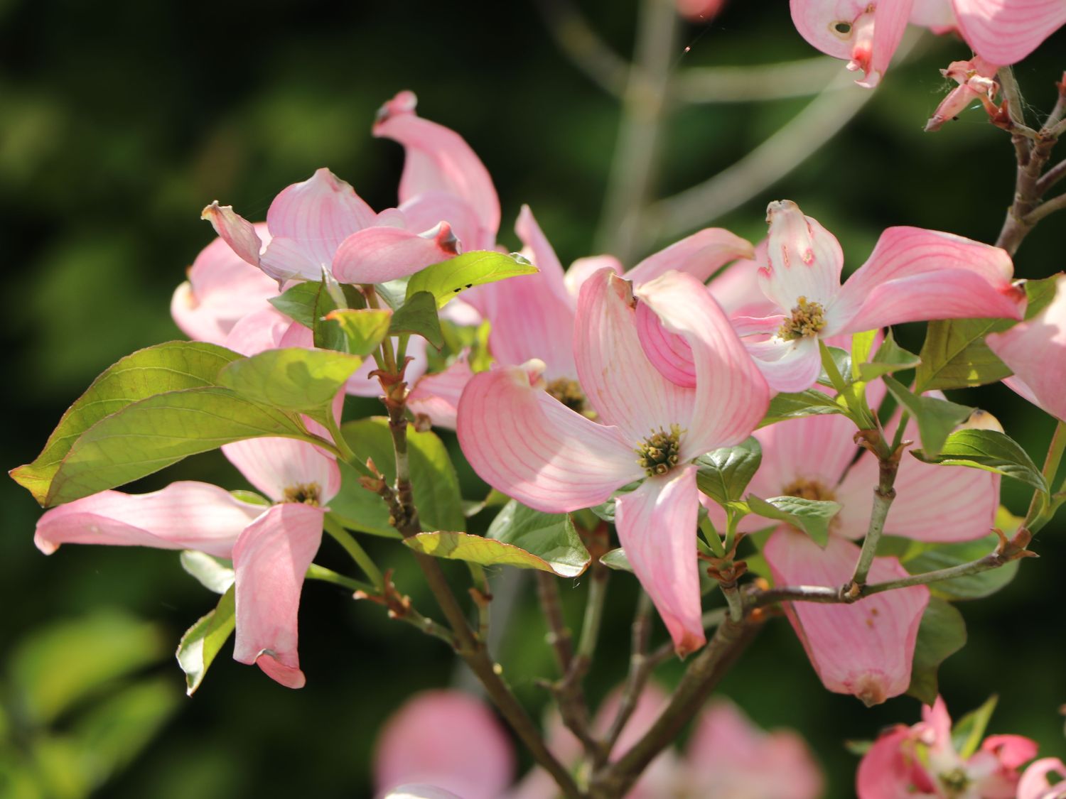 Roter Blumen-Hartriegel 'Rubra' - Cornus florida 'Rubra'