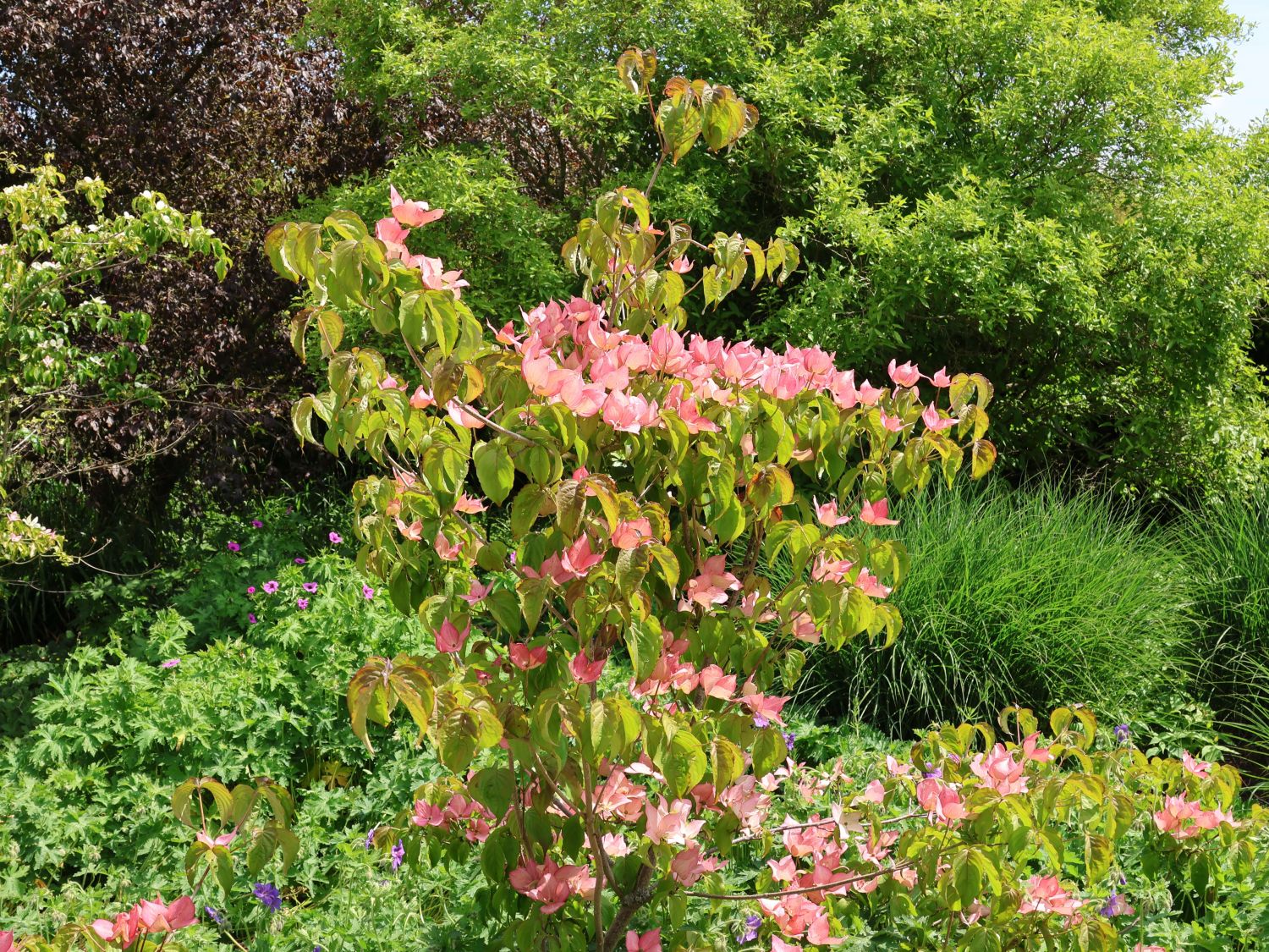 Roter Blumen-Hartriegel 'Rubra' - Cornus florida 'Rubra'