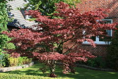 Roter Fächerahorn 'Atropurpureum'