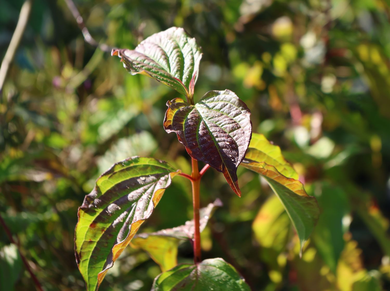 Roter Hartriegel Buntstifter 'Anny's Winter Orange' - Cornus sanguinea Buntstifter 'Anny's Winter Orange'