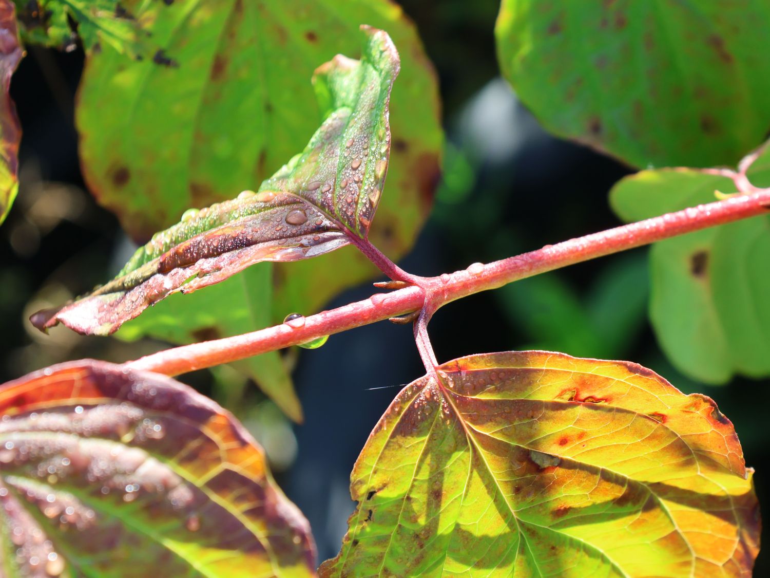 Roter Hartriegel Buntstifter 'Anny's Winter Orange' - Cornus sanguinea Buntstifter 'Anny's Winter Orange'