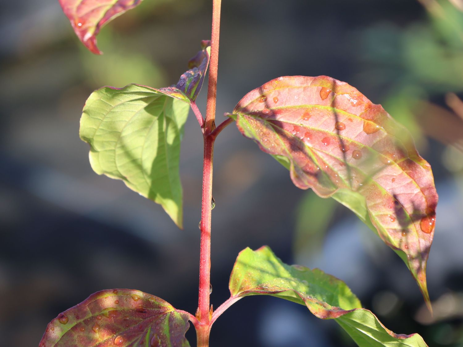 Roter Hartriegel Buntstifter 'Anny's Winter Orange' - Cornus sanguinea Buntstifter 'Anny's Winter Orange'