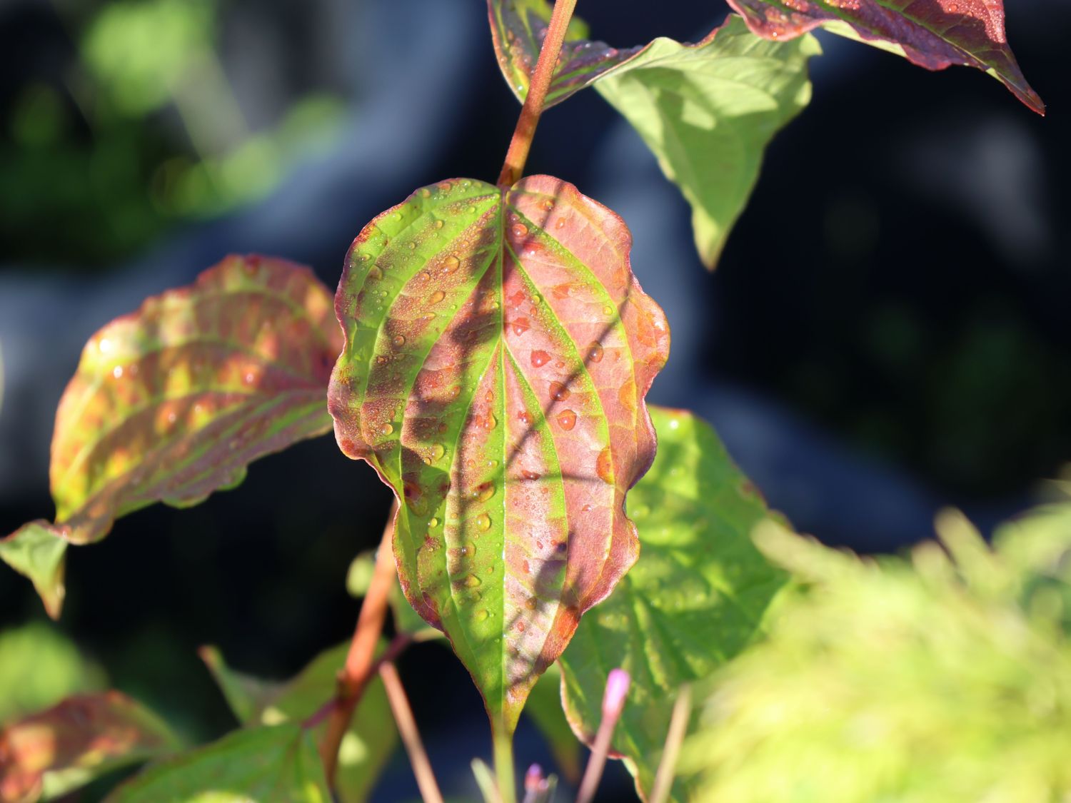 Roter Hartriegel Buntstifter 'Anny's Winter Orange' - Cornus sanguinea Buntstifter 'Anny's Winter Orange'