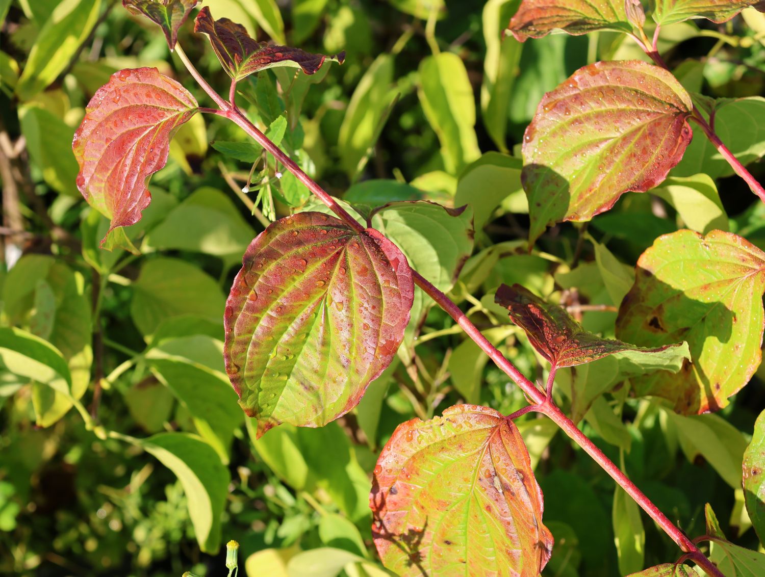 Roter Hartriegel Buntstifter 'Anny's Winter Orange' - Cornus sanguinea Buntstifter 'Anny's Winter Orange'