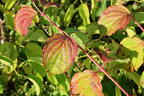 Roter Hartriegel Buntstifter 'Anny's Winter Orange' - Cornus sanguinea Buntstifter 'Anny's Winter Orange'