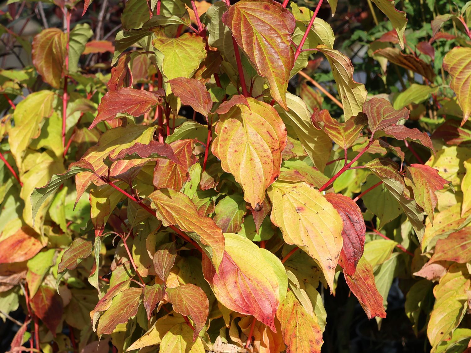 Roter Hartriegel Buntstifter 'Anny's Winter Orange' - Cornus sanguinea Buntstifter 'Anny's Winter Orange'