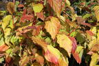 Roter Hartriegel Buntstifter 'Anny's Winter Orange' - Cornus sanguinea Buntstifter 'Anny's Winter Orange'