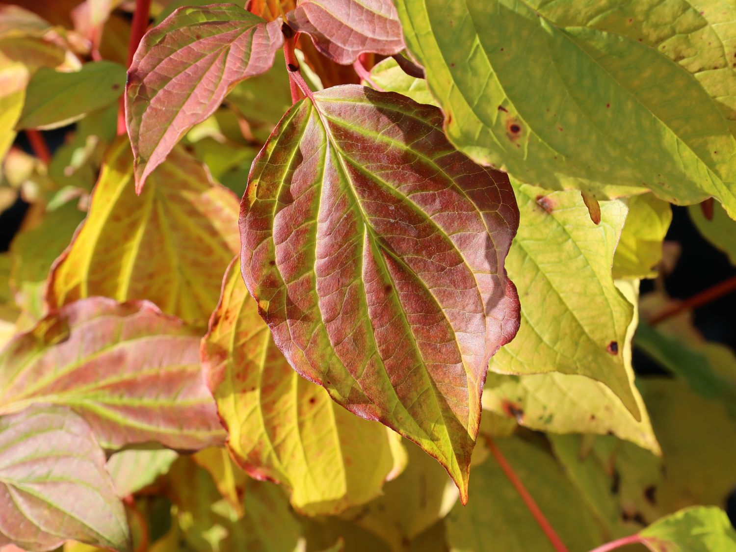 Roter Hartriegel Buntstifter 'Anny's Winter Orange' - Cornus sanguinea Buntstifter 'Anny's Winter Orange'