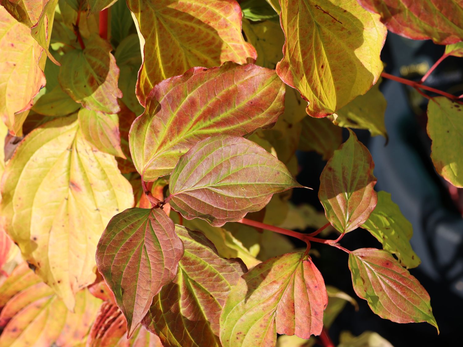 Roter Hartriegel Buntstifter 'Anny's Winter Orange' - Cornus sanguinea Buntstifter 'Anny's Winter Orange'
