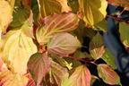 Roter Hartriegel Buntstifter 'Anny's Winter Orange' - Cornus sanguinea Buntstifter 'Anny's Winter Orange'