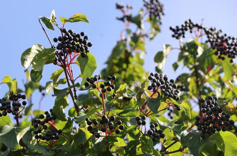Roter Hartriegel - Cornus sanguinea