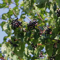 Roter Hartriegel - Cornus sanguinea