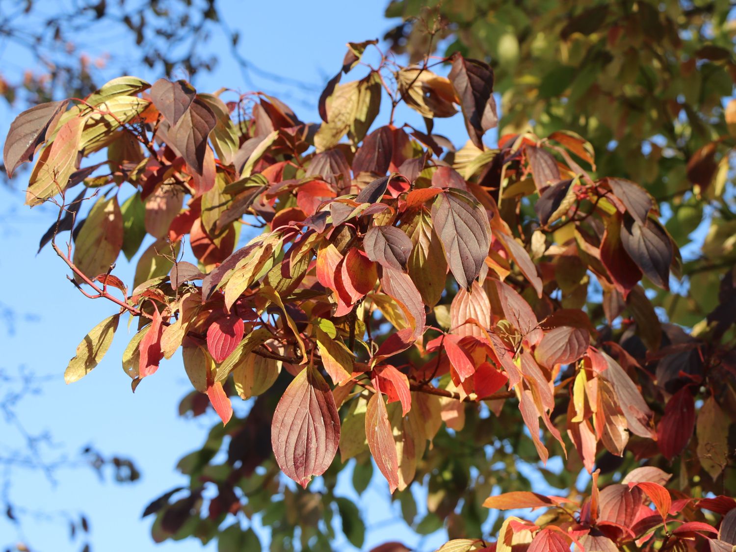 Roter Hartriegel Cornus sanguinea Baumschule Horstmann