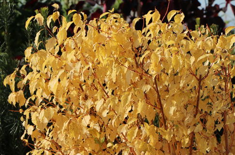 Roter Hartriegel 'Midwinter Fire' - Cornus sanguinea 'Midwinter Fire'