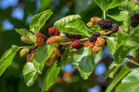 Roter Maulbeerbaum - Morus rubra