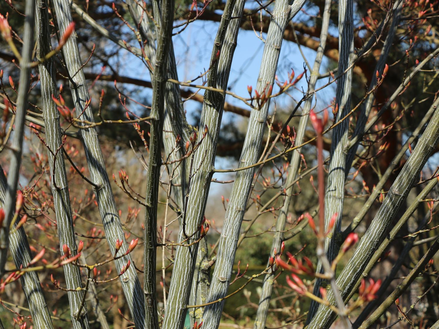 Roter Schlangenhaut-Ahorn