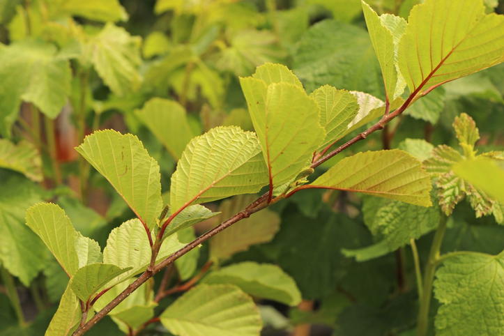 Erlen (Alnus) - Infos & Pflanzen dieser Gattung