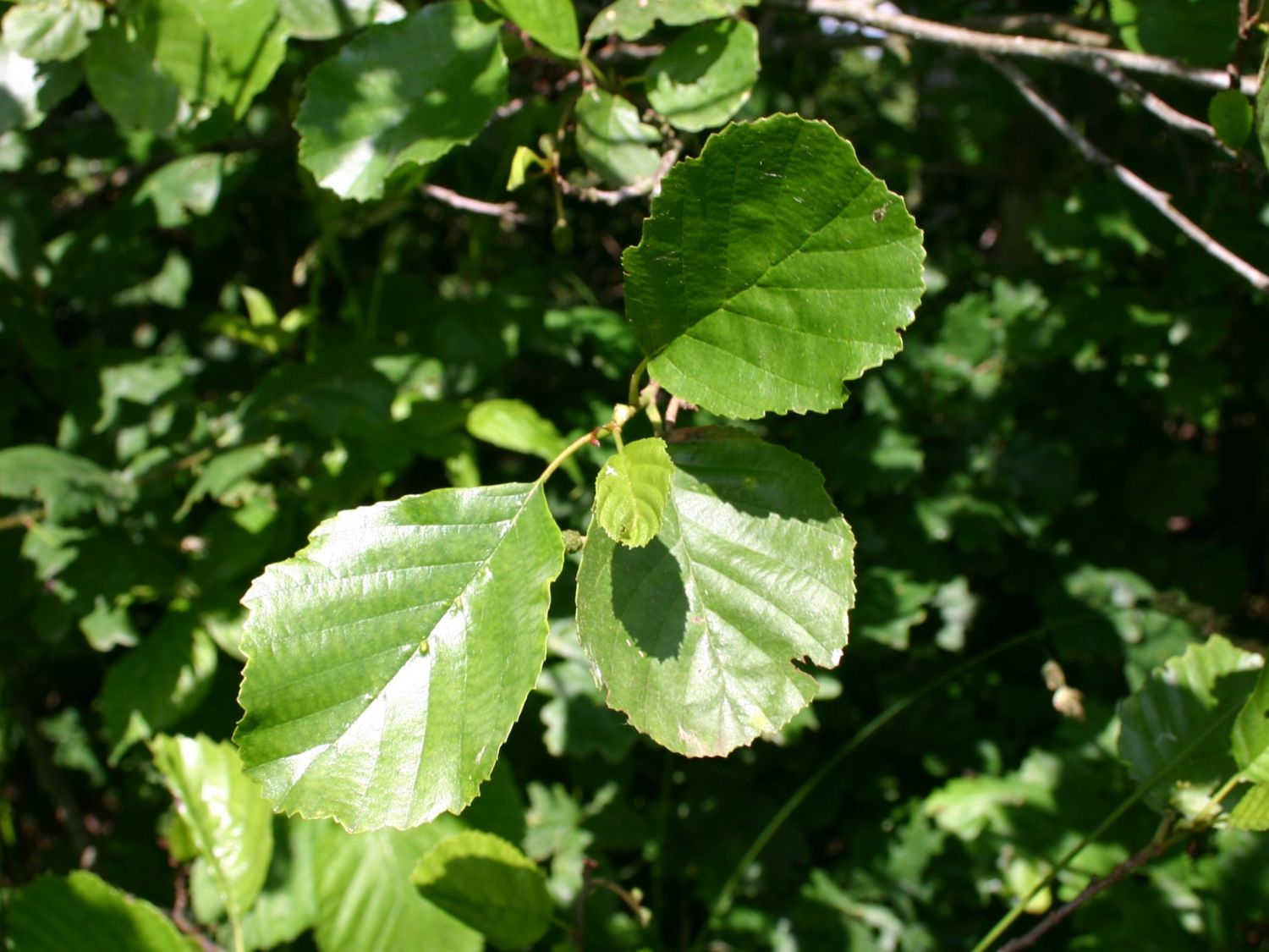 Erlen (Alnus)
