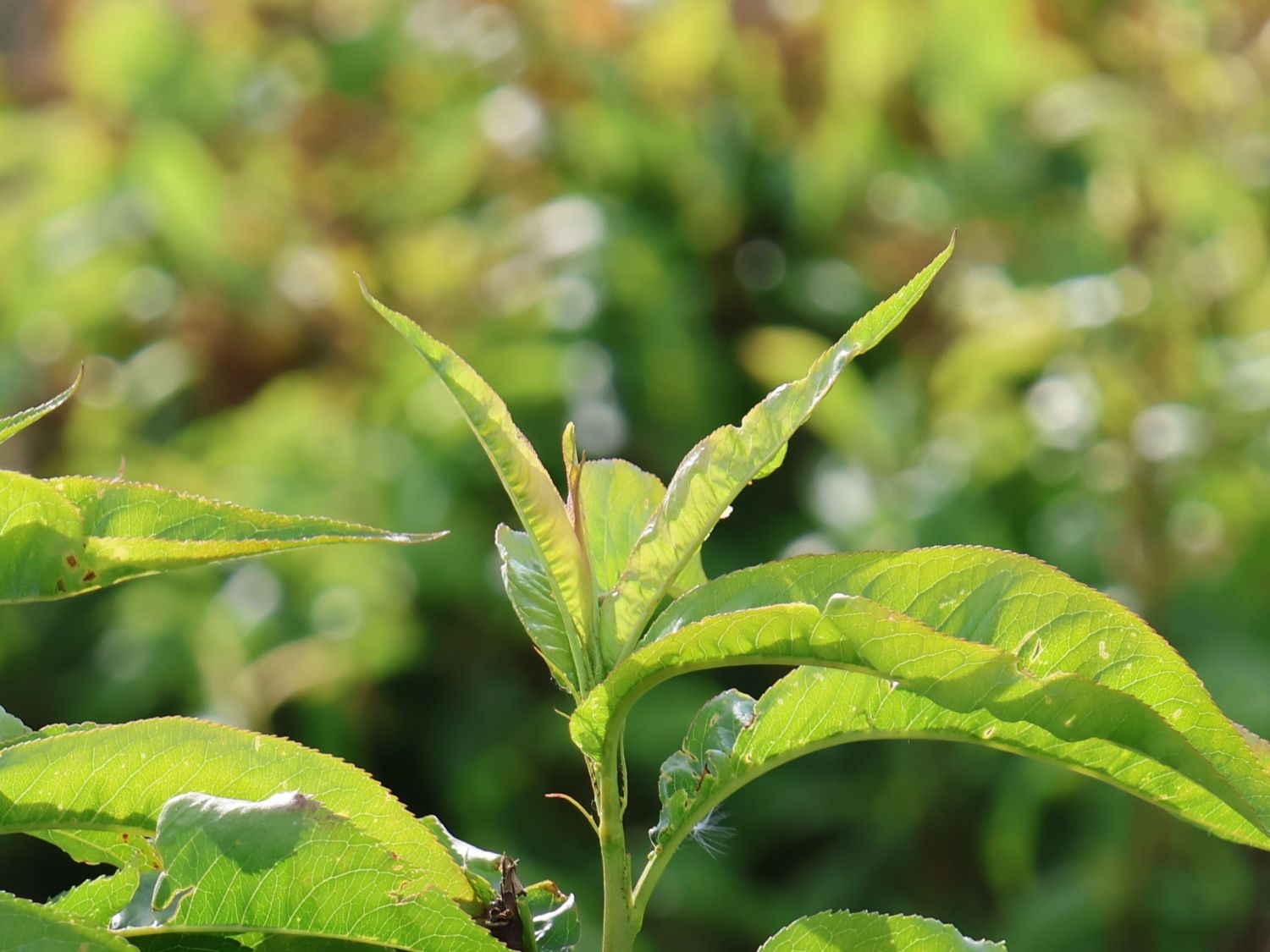 Rotfleischige Nektarine 'Admonet'