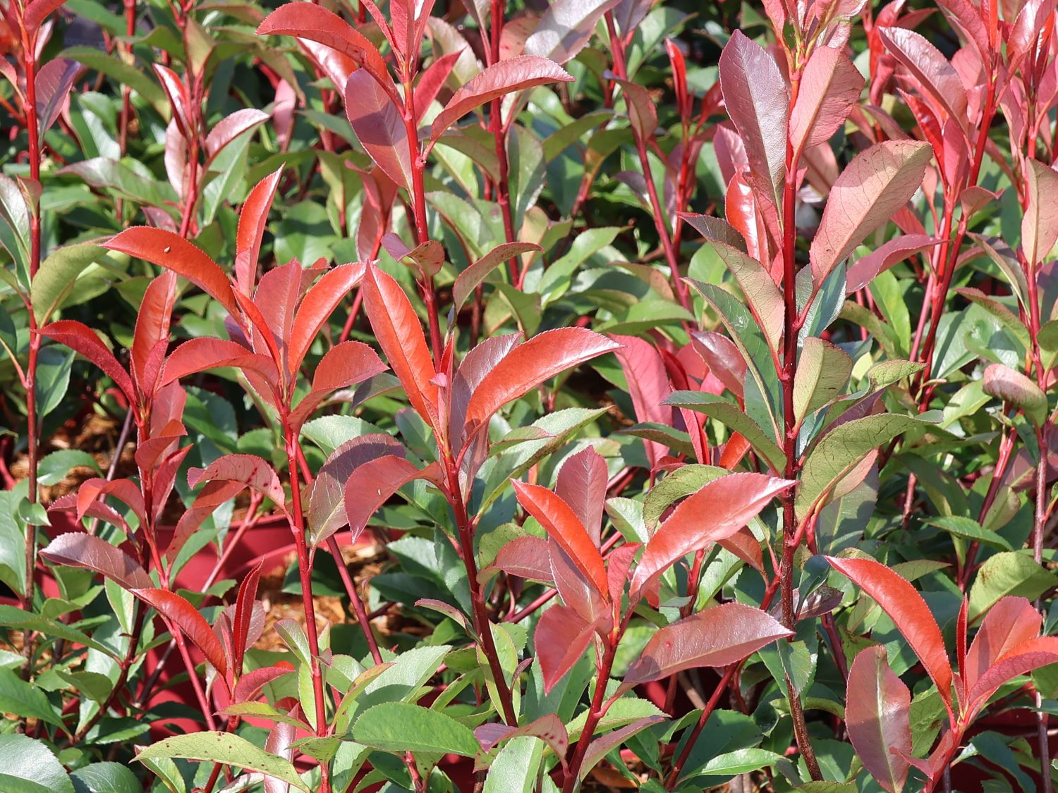 Rotlaubige Glanzmispel 'Devil's Dream' ® - Photinia x fraseri 'Devil's Dream' ®