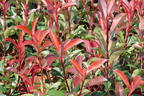 Rotlaubige Glanzmispel 'Devil's Dream' ® - Photinia x fraseri 'Devil's Dream' ®