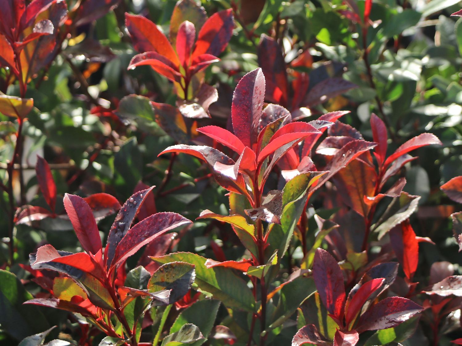 Rotlaubige Glanzmispel 'Devil's Dream' ® - Photinia x fraseri 'Devil's Dream' ®