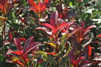 Rotlaubige Glanzmispel 'Devil's Dream' ® - Photinia x fraseri 'Devil's Dream' ®