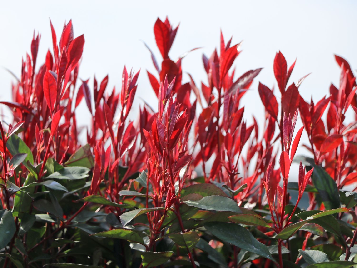 Rotlaubige Glanzmispel 'Devil's Dream' ® - Photinia x fraseri 'Devil's Dream' ®