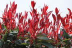 Rotlaubige Glanzmispel 'Devil's Dream' ® - Photinia x fraseri 'Devil's Dream' ®
