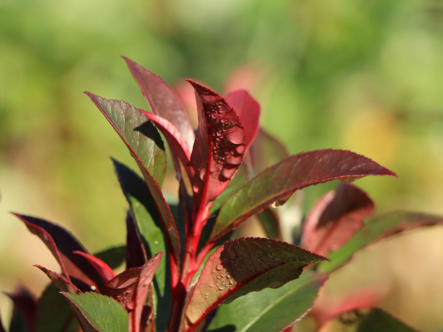 Rotlaubige Glanzmispel 'Devil's Dream' ® - Photinia x fraseri 'Devil's Dream' ®