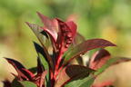 Rotlaubige Glanzmispel 'Devil's Dream' ® - Photinia x fraseri 'Devil's Dream' ®