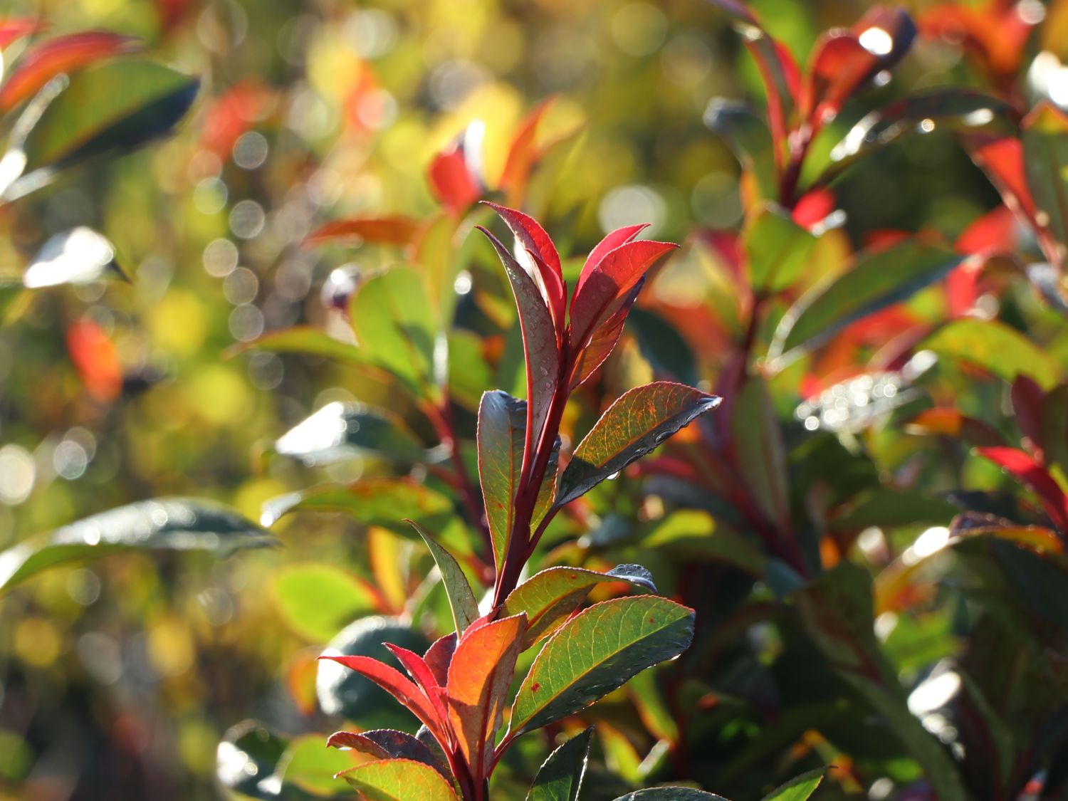 Rotlaubige Glanzmispel 'Devil's Dream' ® - Photinia x fraseri 'Devil's Dream' ®