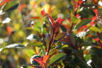 Rotlaubige Glanzmispel 'Devil's Dream' ® - Photinia x fraseri 'Devil's Dream' ®