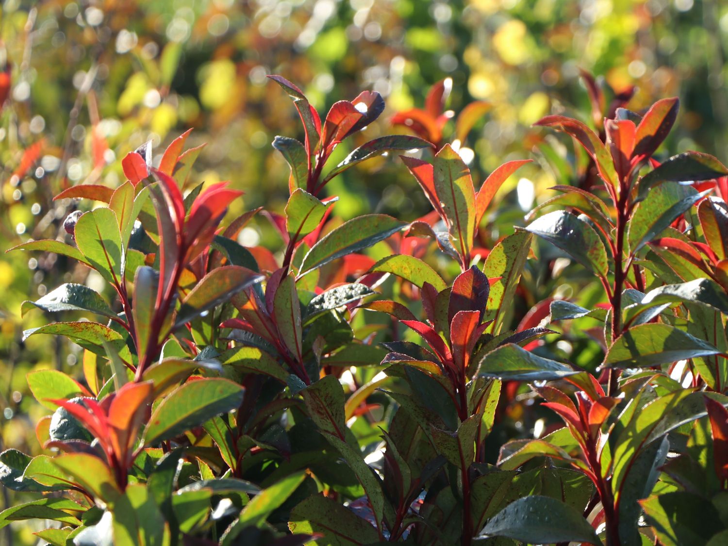 Rotlaubige Glanzmispel 'Devil's Dream' ® - Photinia x fraseri 'Devil's Dream' ®