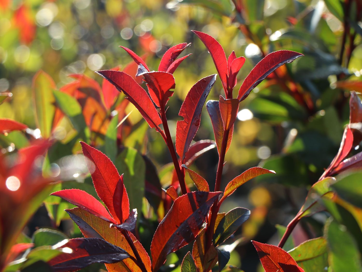 Rotlaubige Glanzmispel 'Devil's Dream' ® - Photinia x fraseri 'Devil's Dream' ®