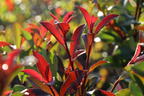 Rotlaubige Glanzmispel 'Devil's Dream' ® - Photinia x fraseri 'Devil's Dream' ®