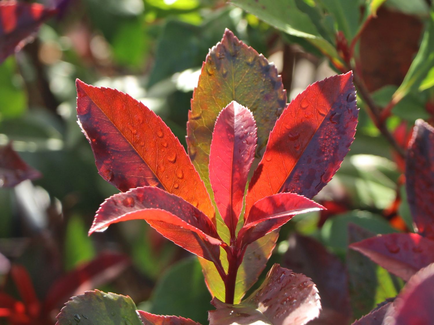 Rotlaubige Glanzmispel 'Devil's Dream' ® - Photinia x fraseri 'Devil's Dream' ®