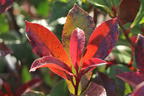 Rotlaubige Glanzmispel 'Devil's Dream' ® - Photinia x fraseri 'Devil's Dream' ®