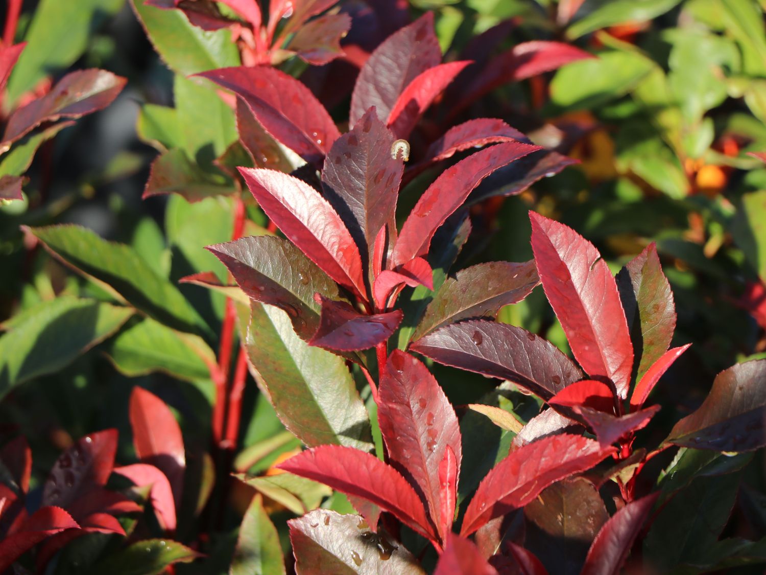 Rotlaubige Glanzmispel 'Devil's Dream' ® - Photinia x fraseri 'Devil's Dream' ®