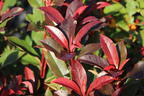 Rotlaubige Glanzmispel 'Devil's Dream' ® - Photinia x fraseri 'Devil's Dream' ®