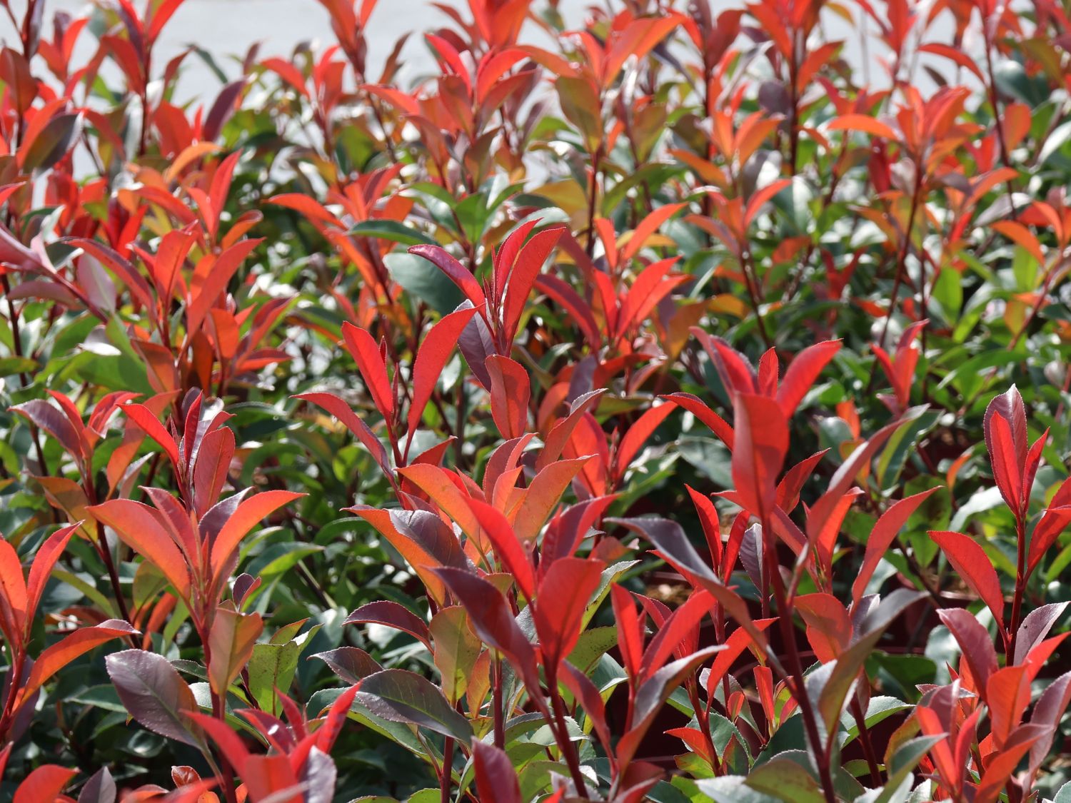 Rotlaubige Glanzmispel 'Devil's Dream' ® - Photinia x fraseri 'Devil's Dream' ®