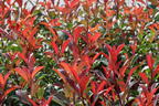 Rotlaubige Glanzmispel 'Devil's Dream' ® - Photinia x fraseri 'Devil's Dream' ®