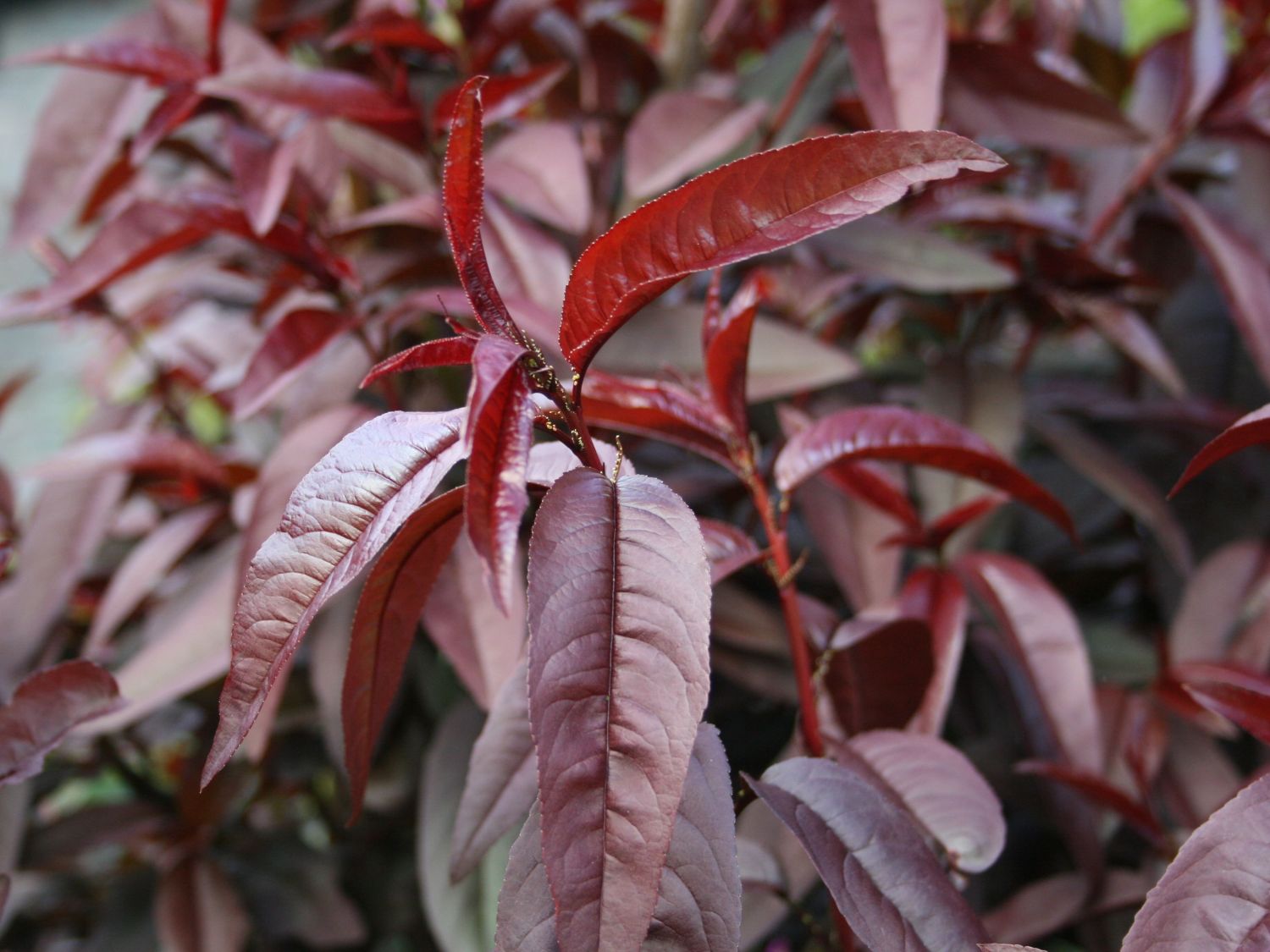 Rotlaubiger Pfirsich 'Nigra'